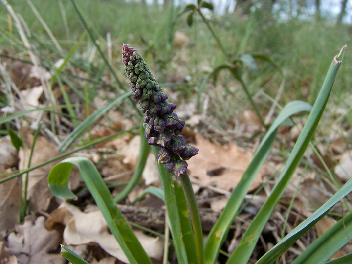 Giacinto di Webb? no, Muscari comosum